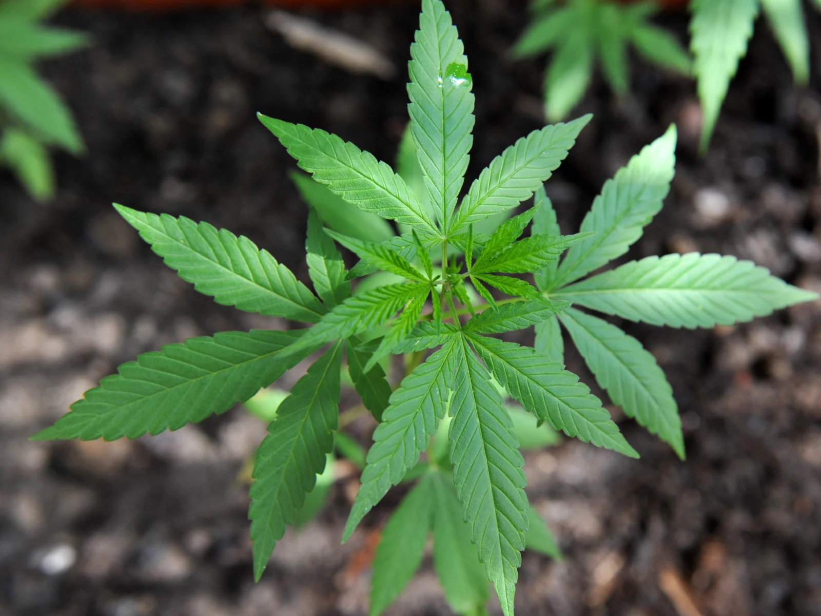 Will Cannabis Show Up on a Drug Test?